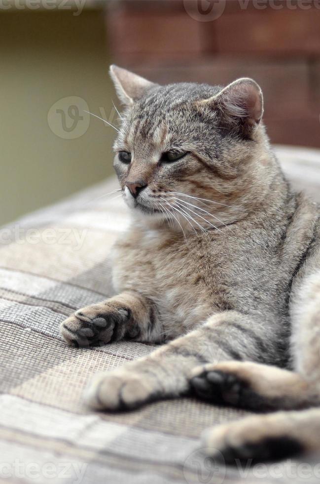 Sad muzzle portrait of a grey striped tabby cat with green eyes, selective focus photo