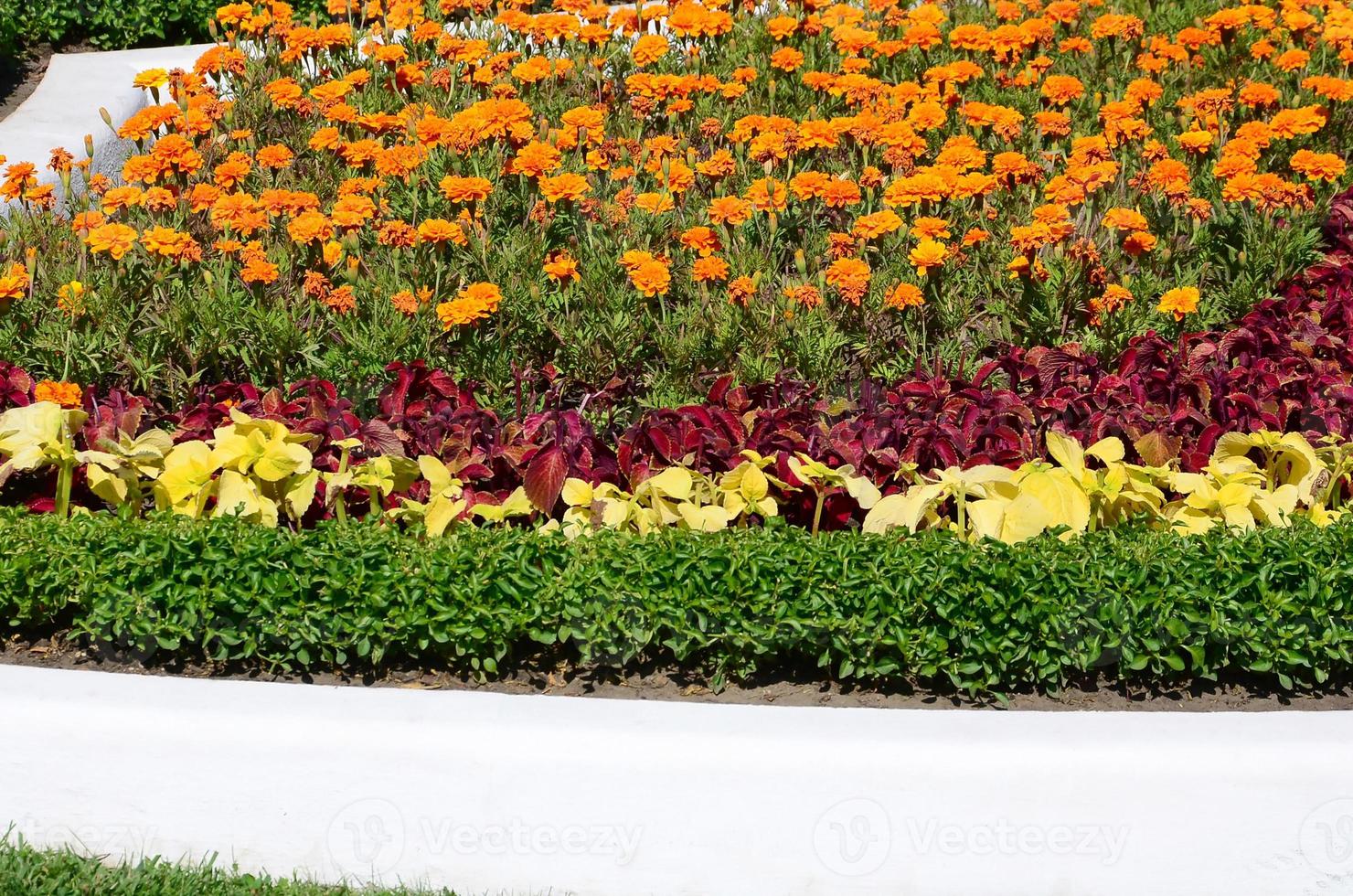 Coleus flowerpot. Beautiful perspective of natural coleus plant leaves photo