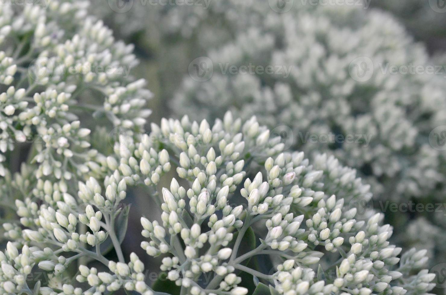 Lot of blooming Hylotelephium telephium white flowers with green leaves and stems photo