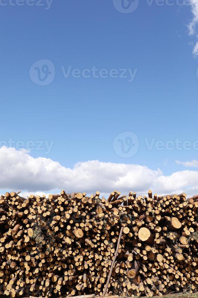 bunch of felled trees near a logging site. Piles of wooden logs under blue sky. place for text photo