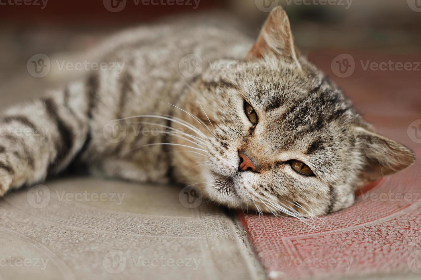 British cat. The portrait was made at lunchtime when the cat lay down to rest. The cat looks at the camera photo