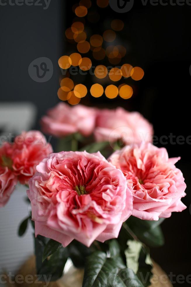 fresh pink roses on a dark background. beautiful colourful rose close up. Floral wedding or Valentine card of pink roses. selective focus photo