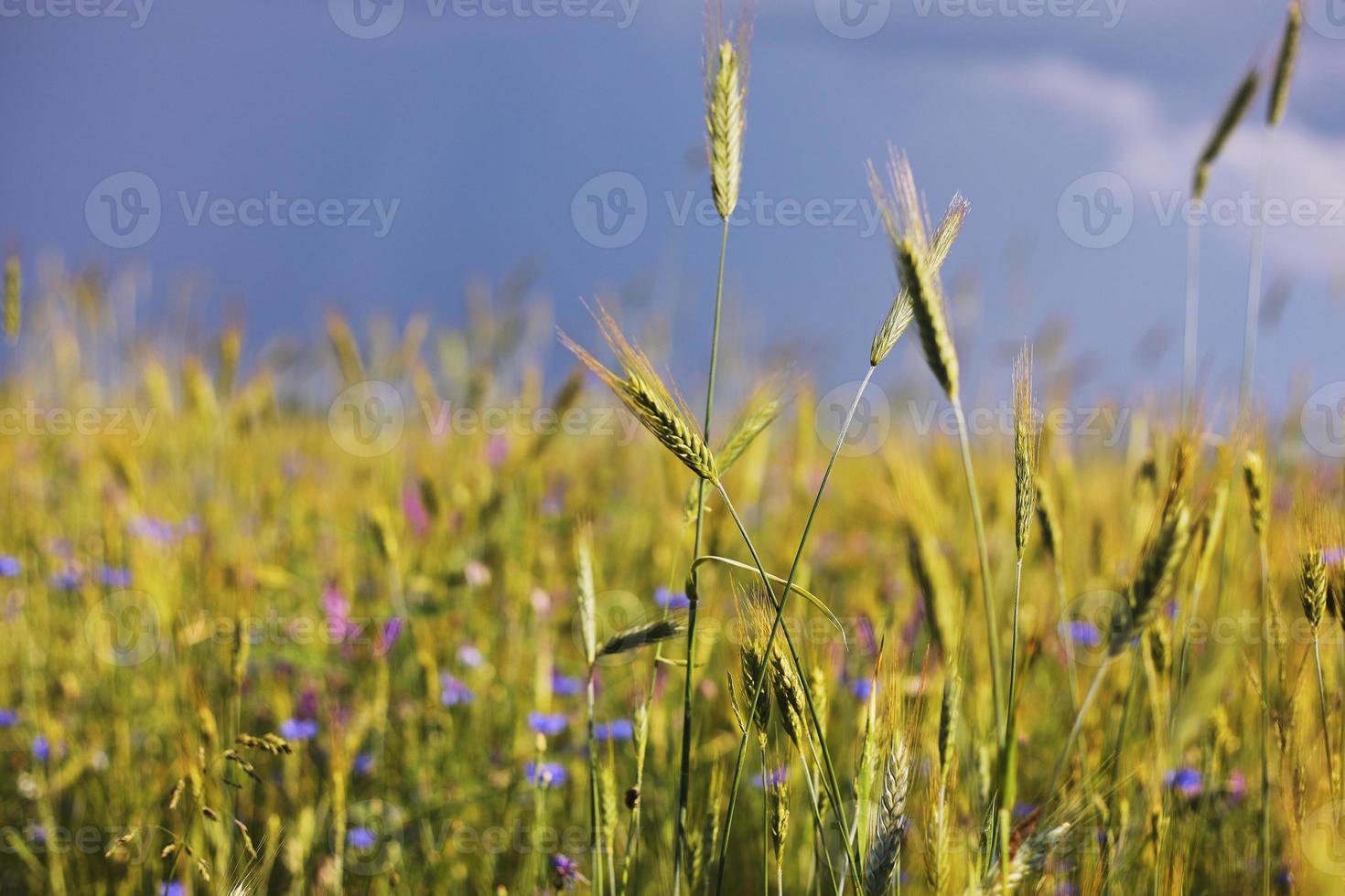 un primer plano de algunas espigas verdes en un campo de trigo que maduran antes de la cosecha en un día soleado. maduración de espigas de trigo. jugosas espigas frescas de trigo verde joven en primavera. campo de trigo verde. enfoque selectivo foto