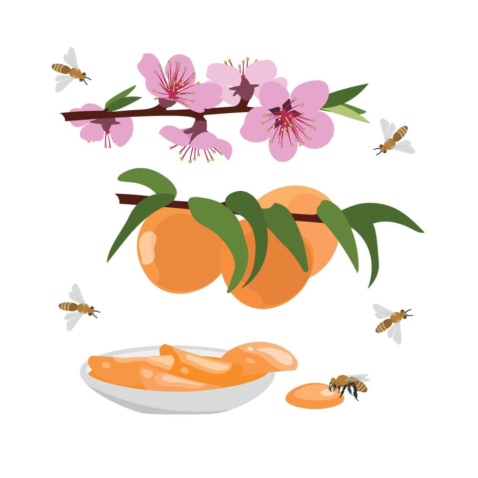 Peach jam, delicious fruit jam with fresh peaches on a plate. vector