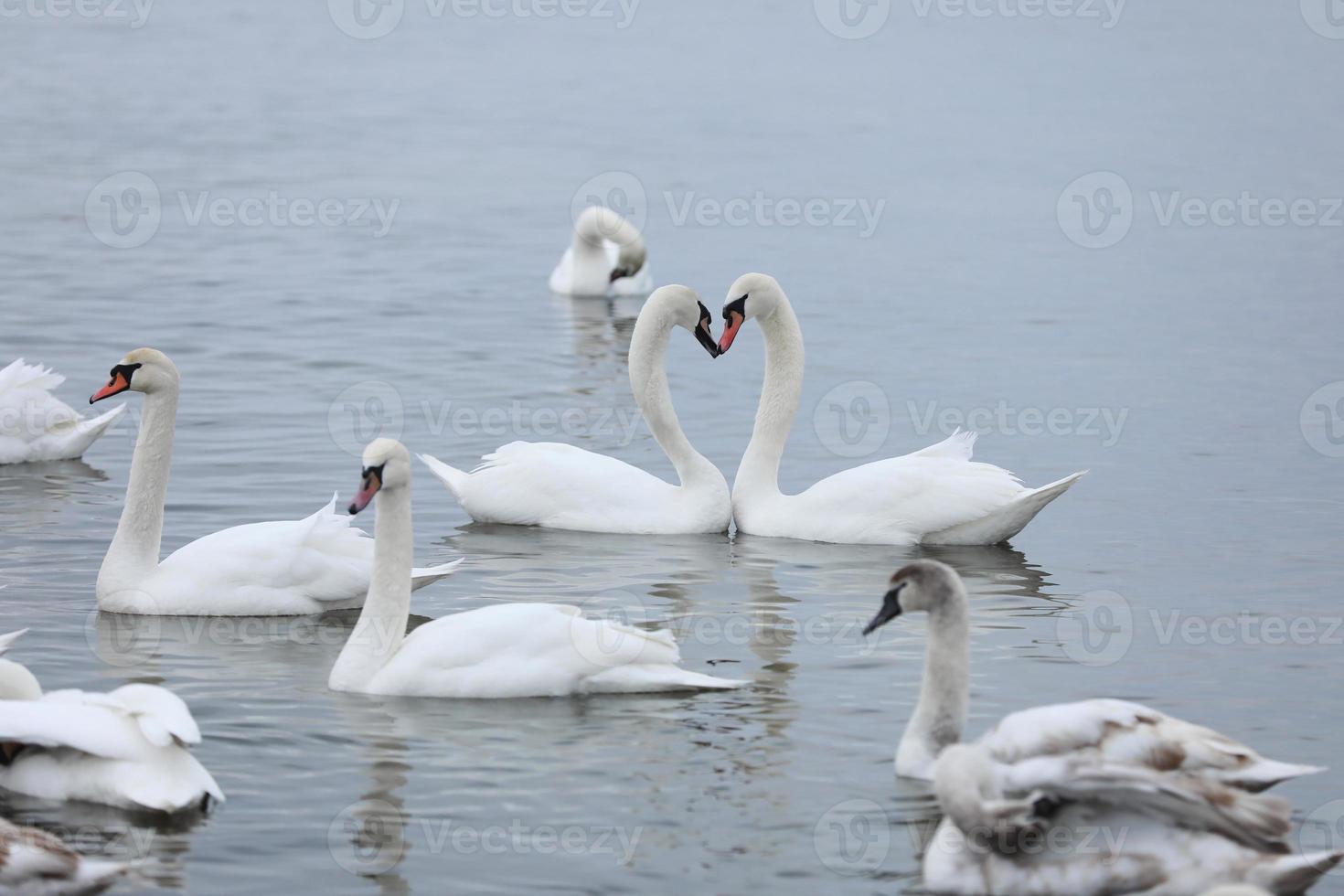 White swan flock in spring water. Swans in water. White swans. Beautiful white swans floating on the water. swans in search of food. selective focus photo