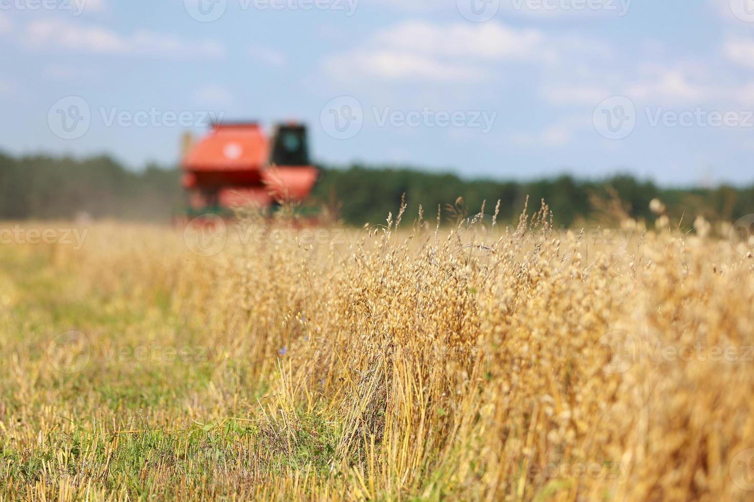 combine harvester driving through field collecting grain in summer. Harvesting of early grains and winter wheat. Agricultural machinery rides to camera collecting wheat. Cultivation of organic wheat. photo