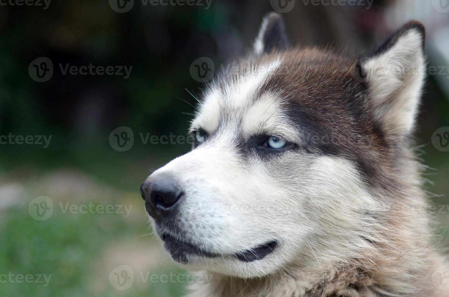 Arctic Malamute with blue eyes muzzle portrait close up. This is a fairly large dog native type photo