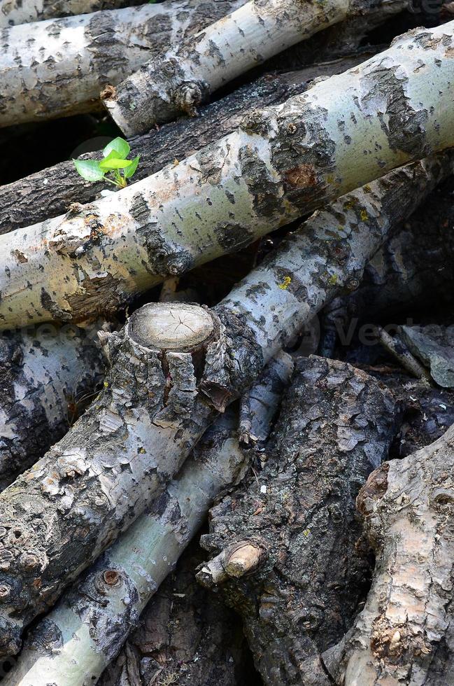 Closeup of firewood from old poplar with rough white bark photo