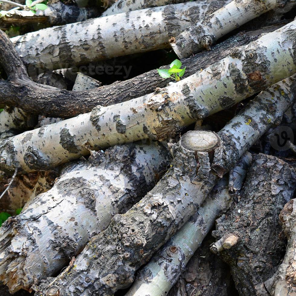 Closeup of firewood from old poplar with rough white bark photo