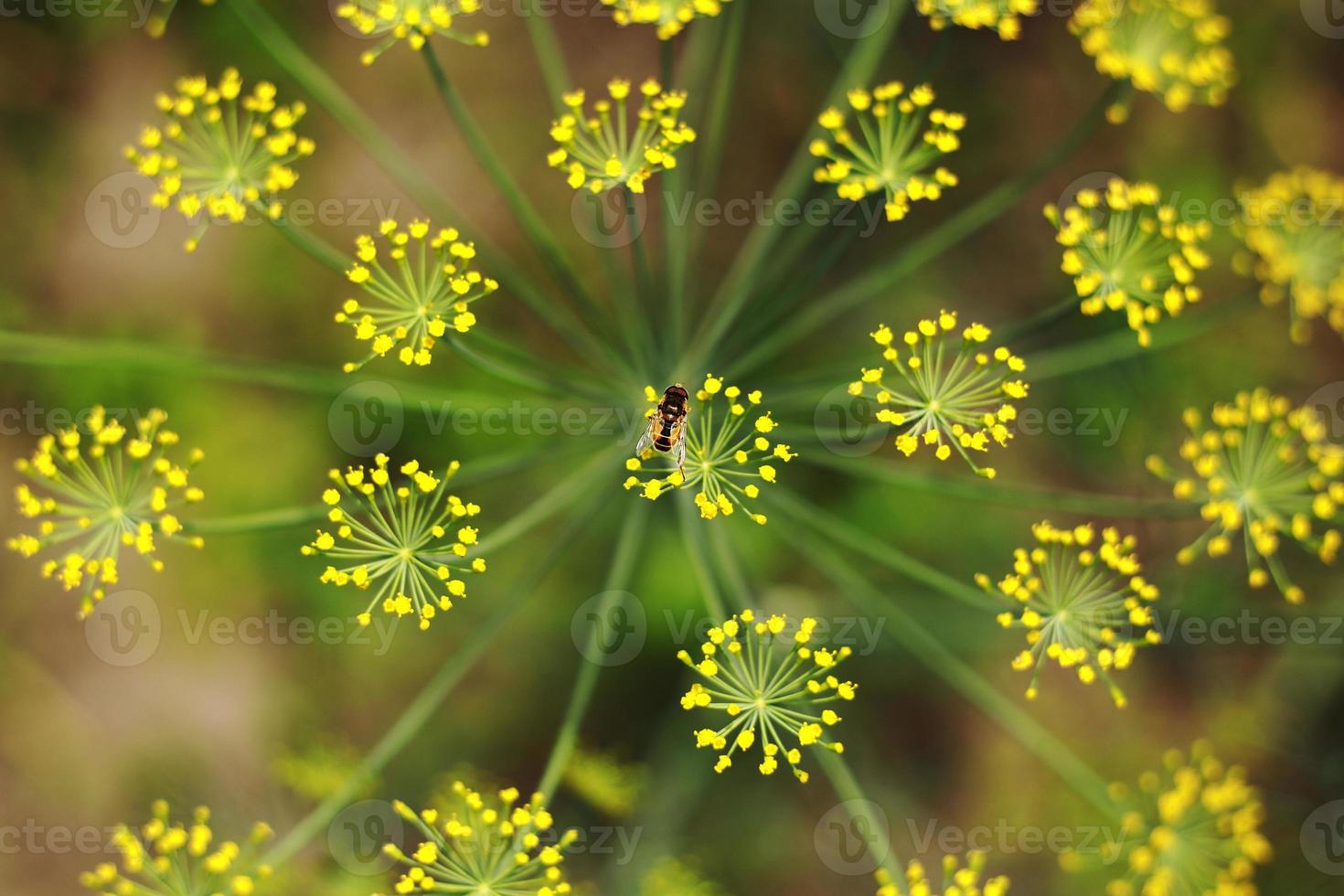 Yellow flowers of dill, Anethum graveolens. Close up. In the open ground in the garden grows vegetable dill photo