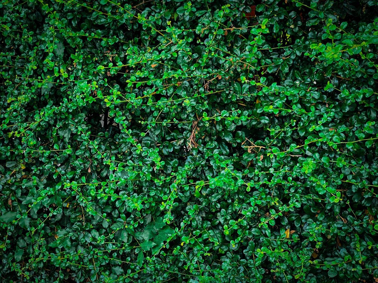 Green bushes used to decorate the garden,background photo