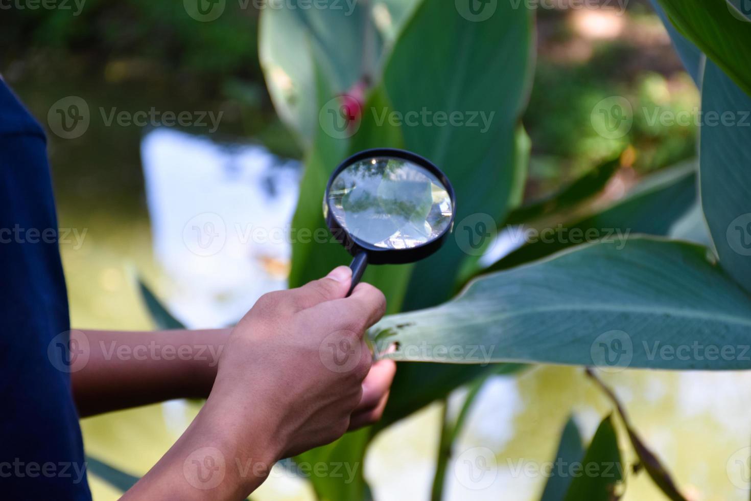Asian boy holding a magnifying glass and looking at the tiny creatures under the tree to study terrestrial ecosystems, forest ecosystem to explore the creatures that live under the trees, soft focus. photo