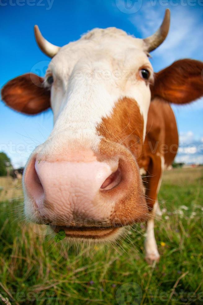 a funny cow with a big head photo