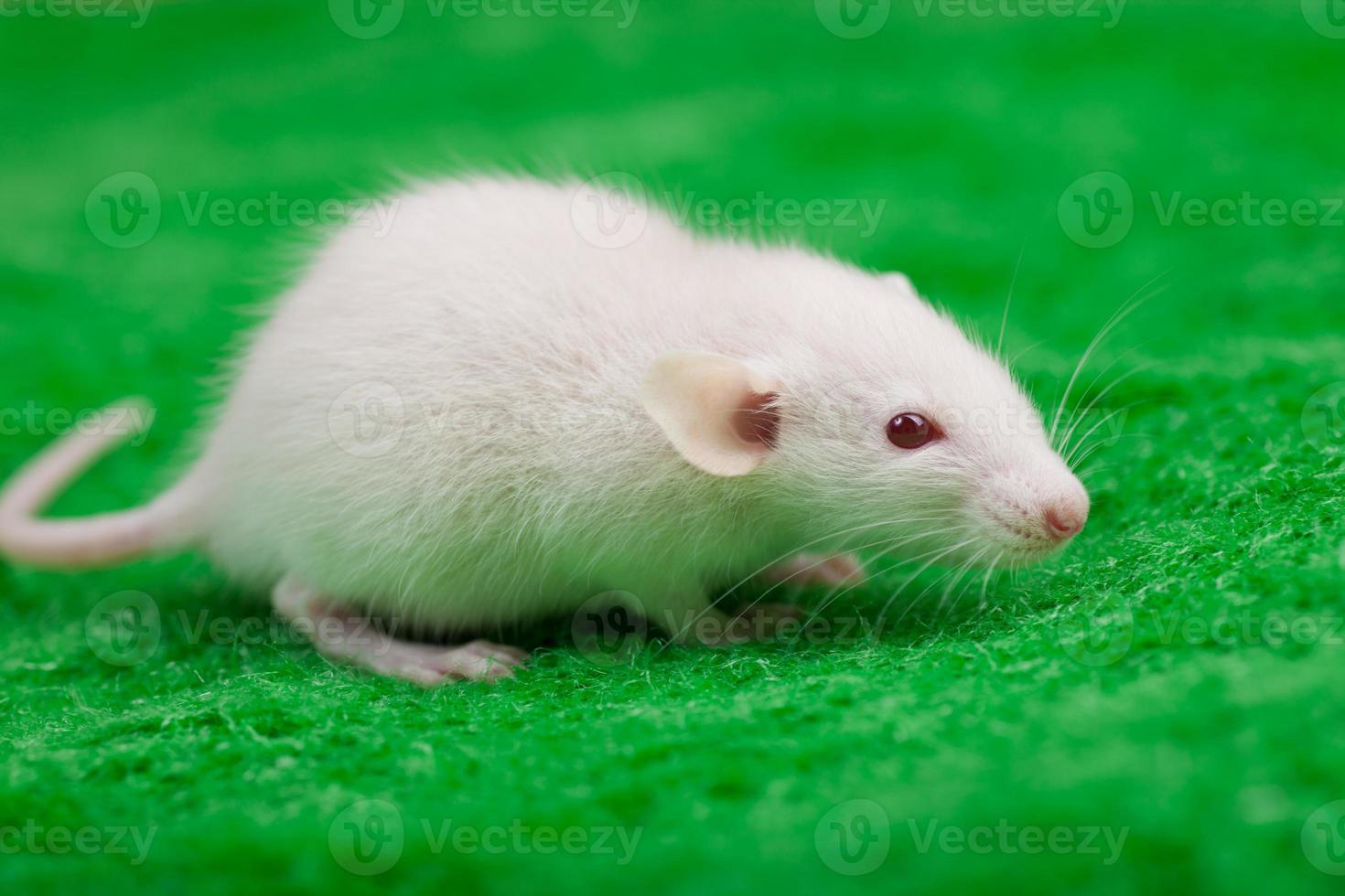 white mouse on a green grass background photo