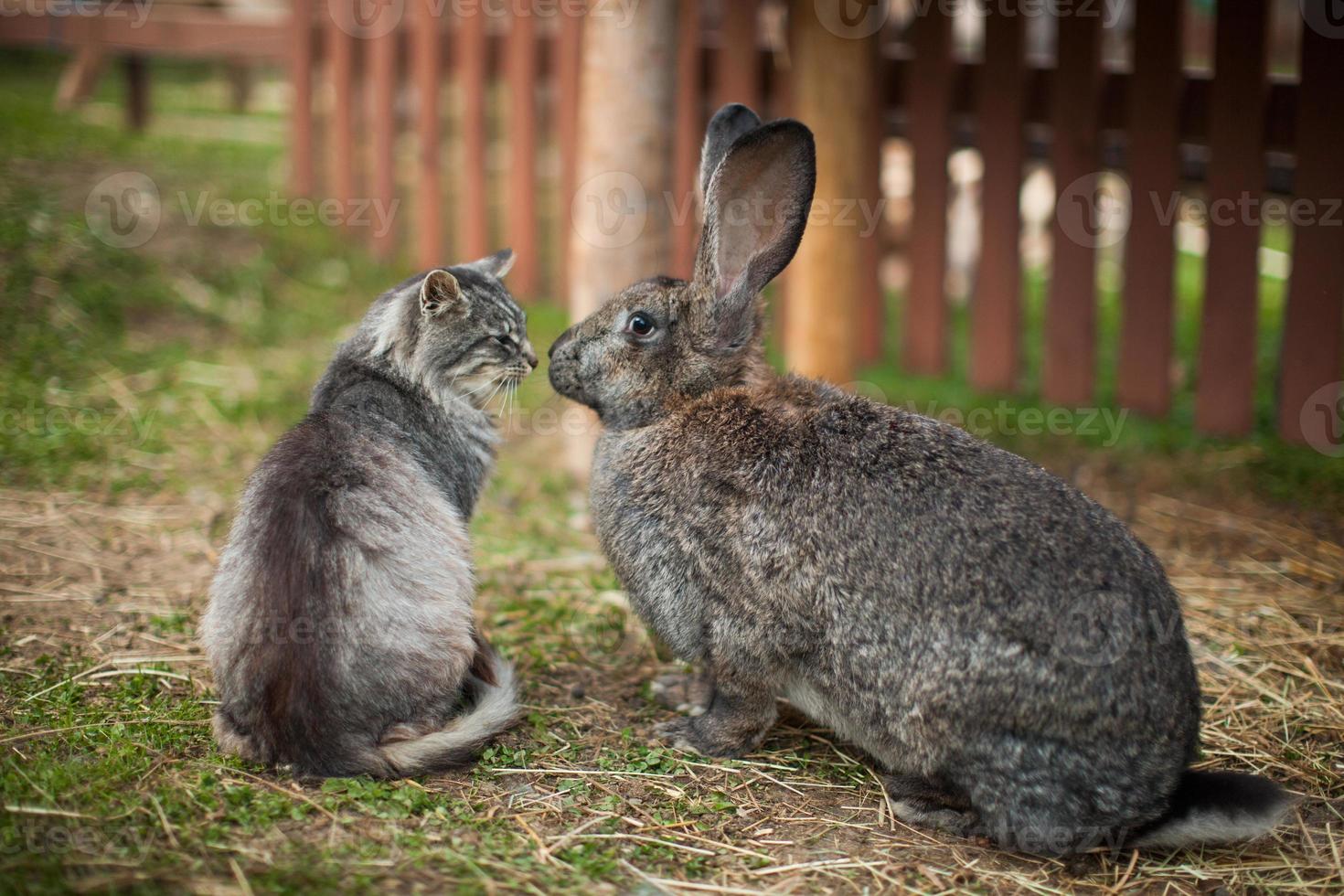 Nice photo of cat and rabbit friendship