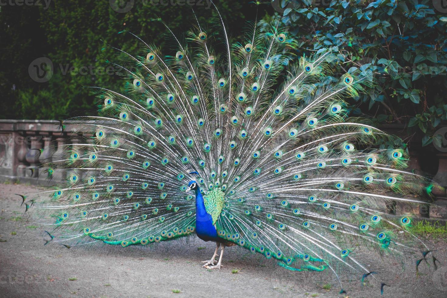 Peacock male peacock displaying his tail feathers photo