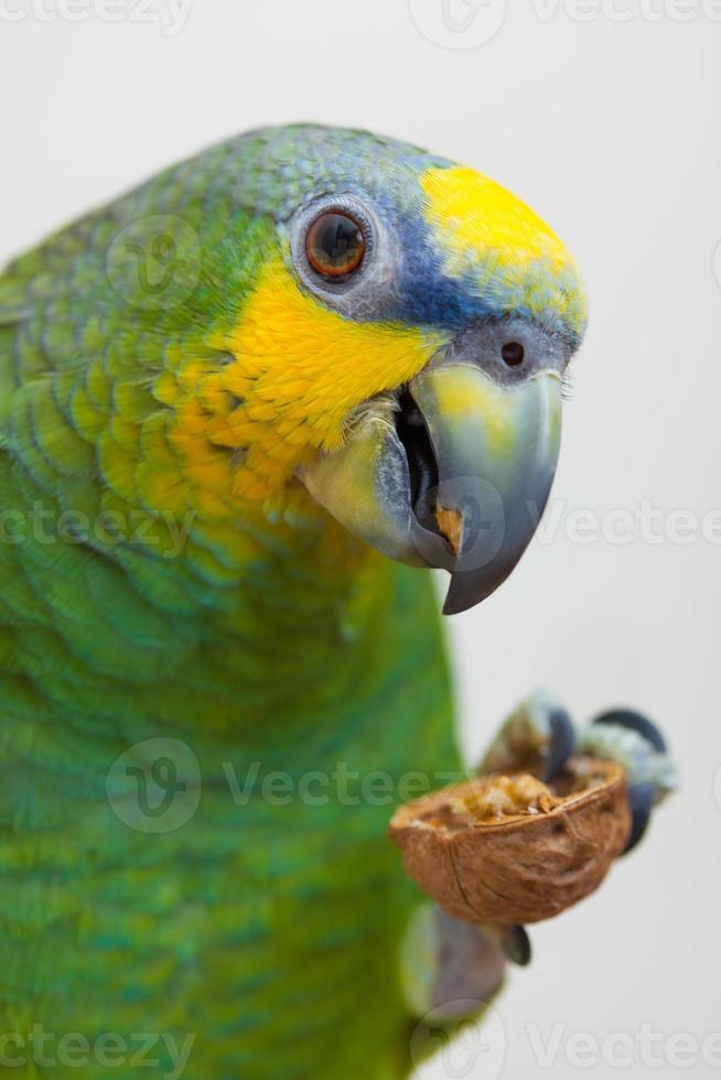 loro verde amazónico comiendo una nuez nuez de cerca foto