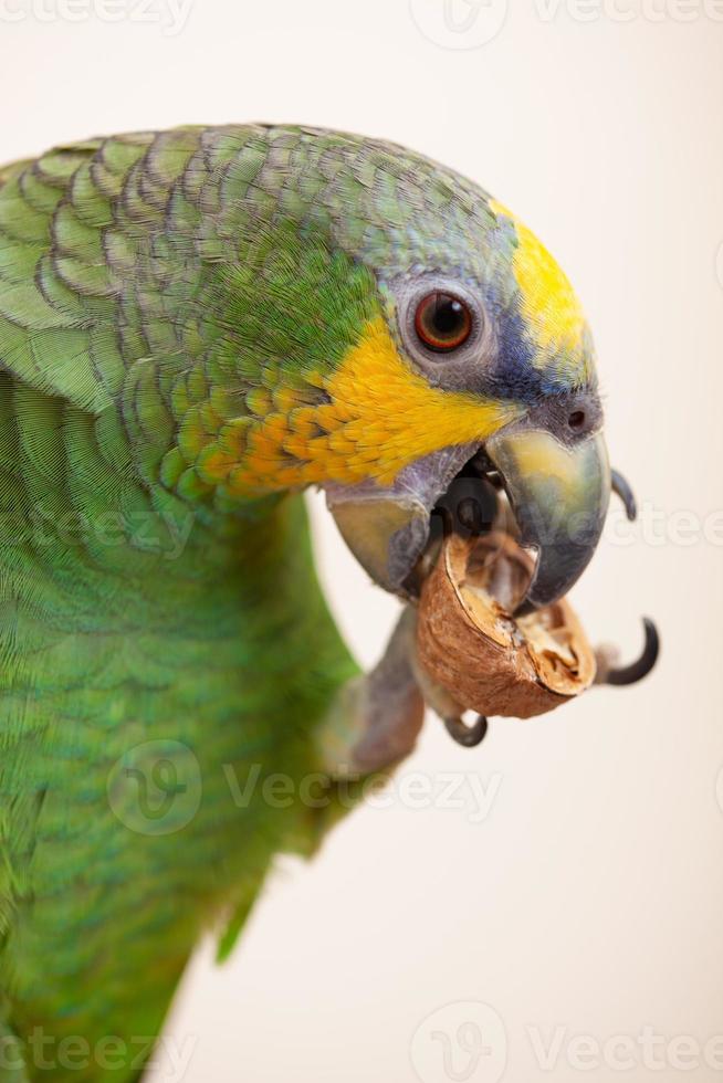 Amazon green parrot eating a nut walnut close up photo