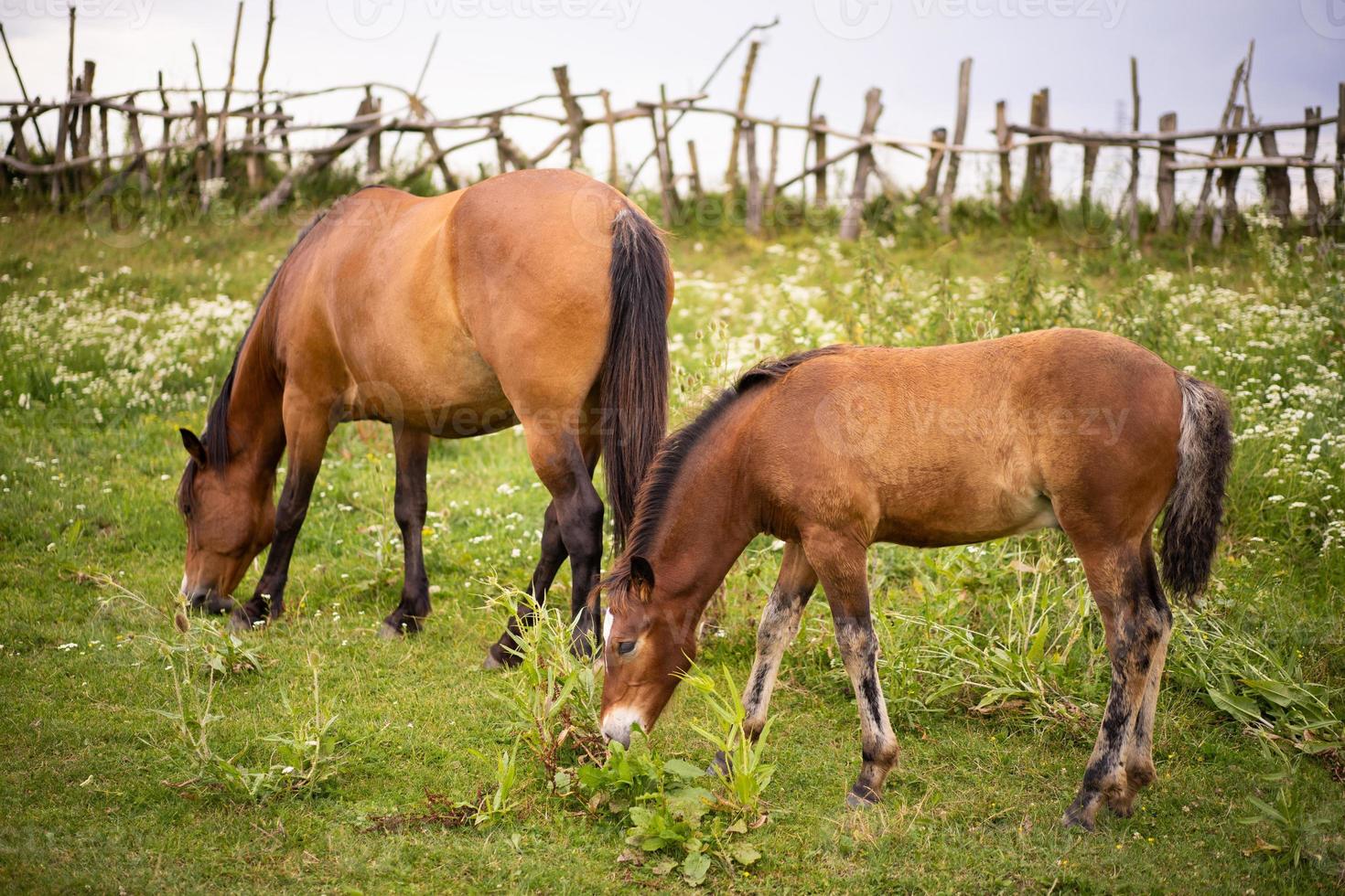 beautiful horses graze in the pasture photo
