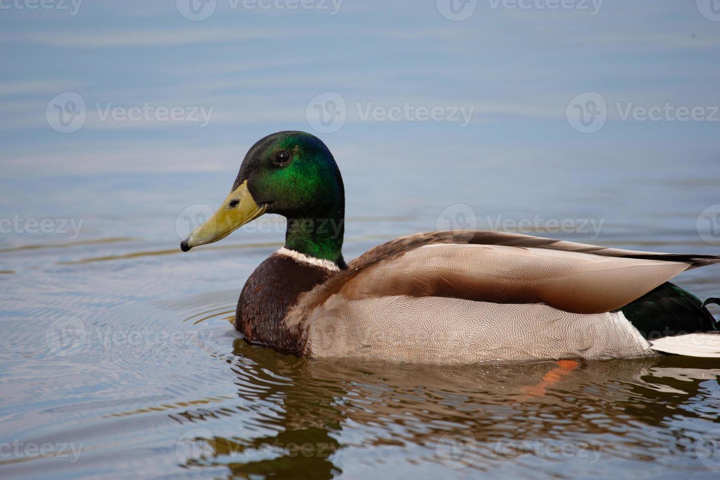wild duck swims in the lake photo