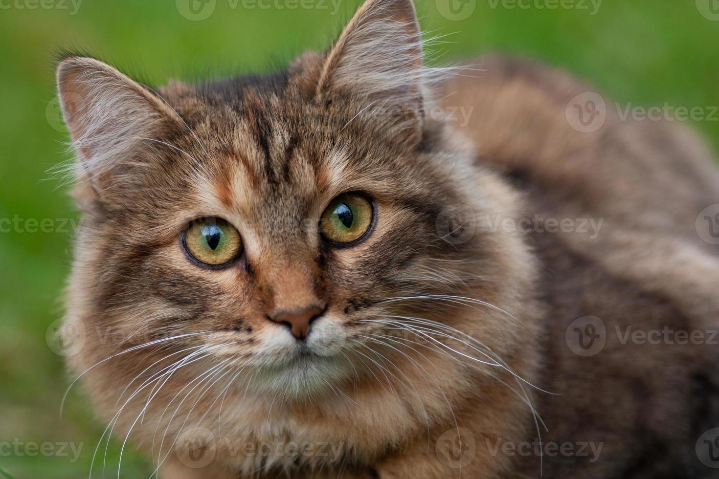 retrato de primer plano de un hermoso gato foto