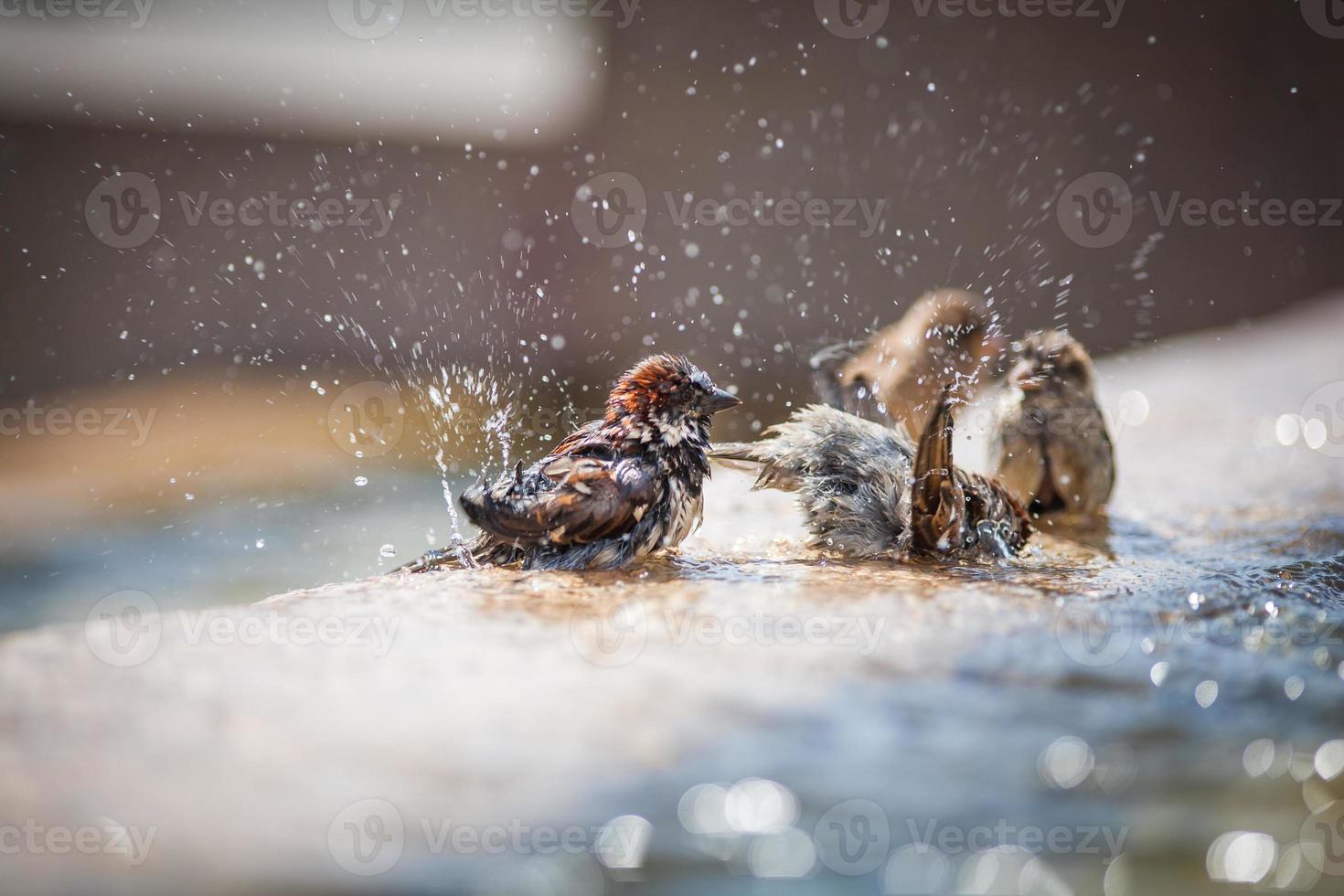 sparrows is bathing on water splashes in the fountain photo