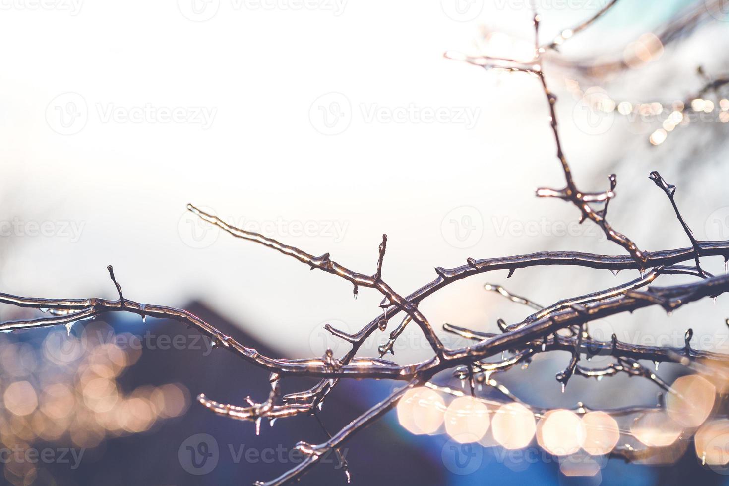 hermosa foto de invierno con ramas cubiertas de hielo