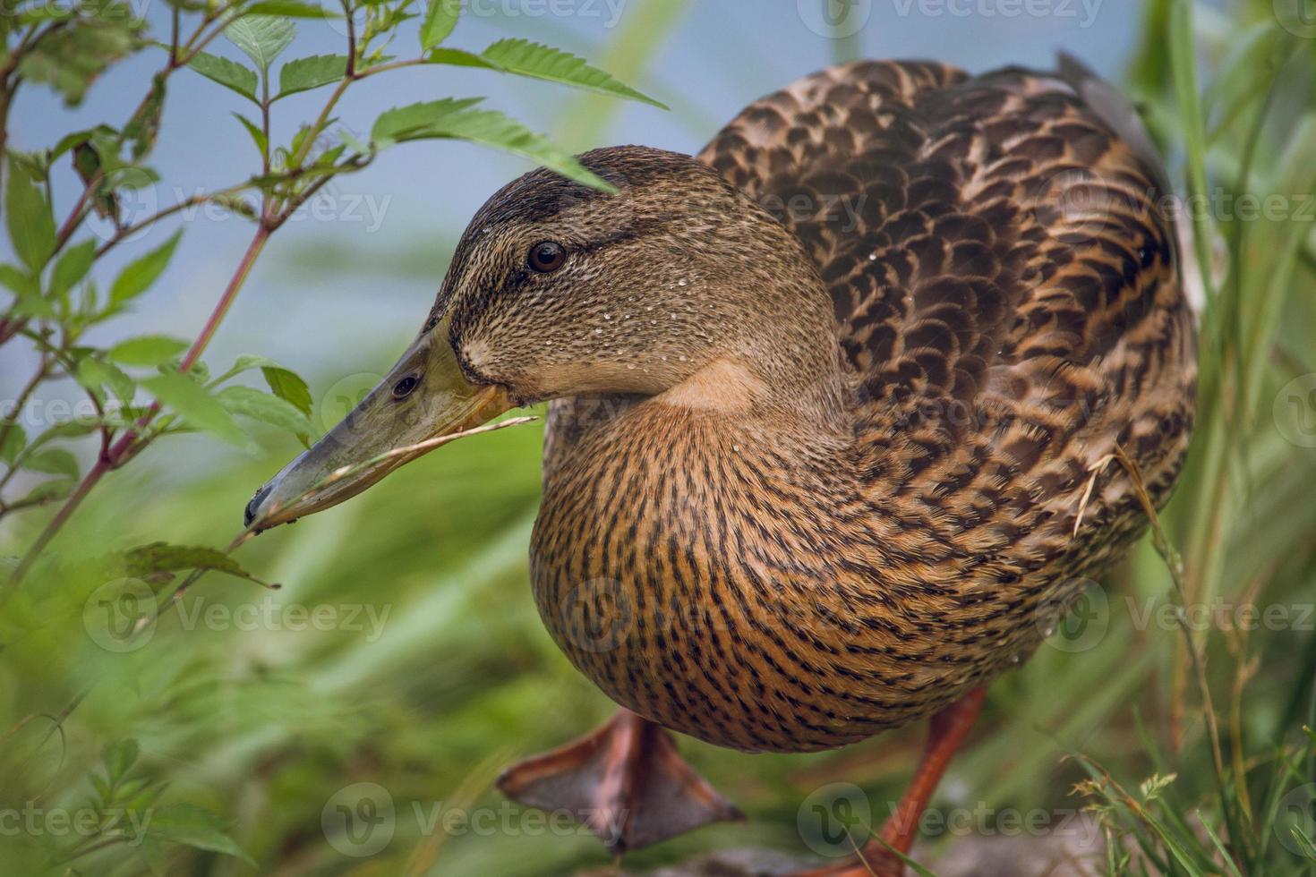 wild duck swims in the lake photo