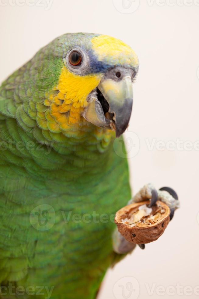 Amazon green parrot eating a nut walnut close up photo