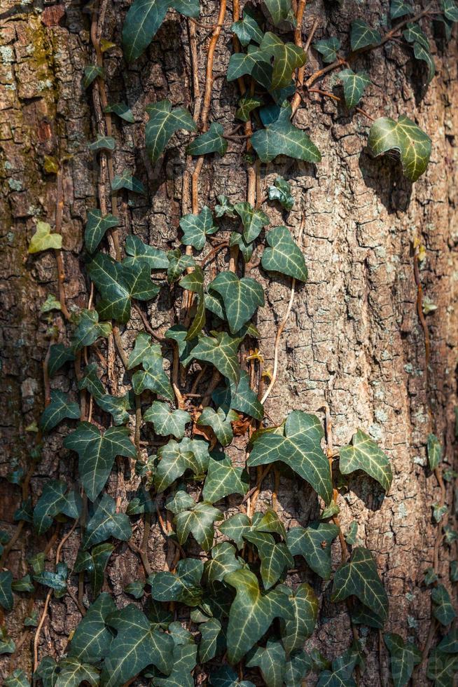 an ivy grows along the tree trunk photo