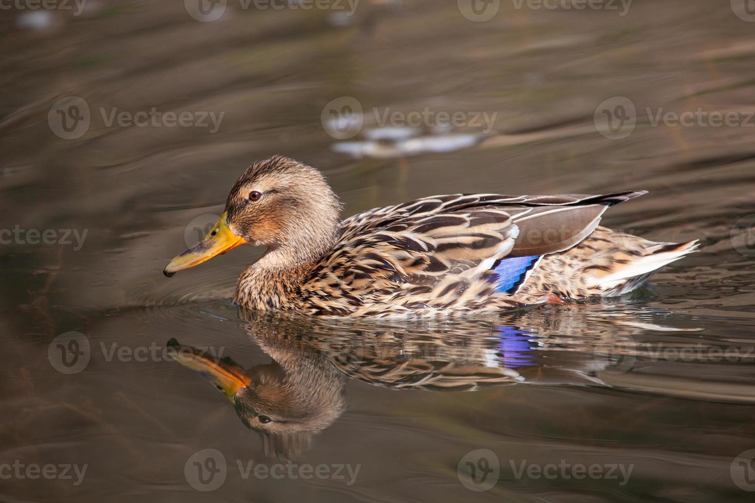 wild duck swims in the lake photo