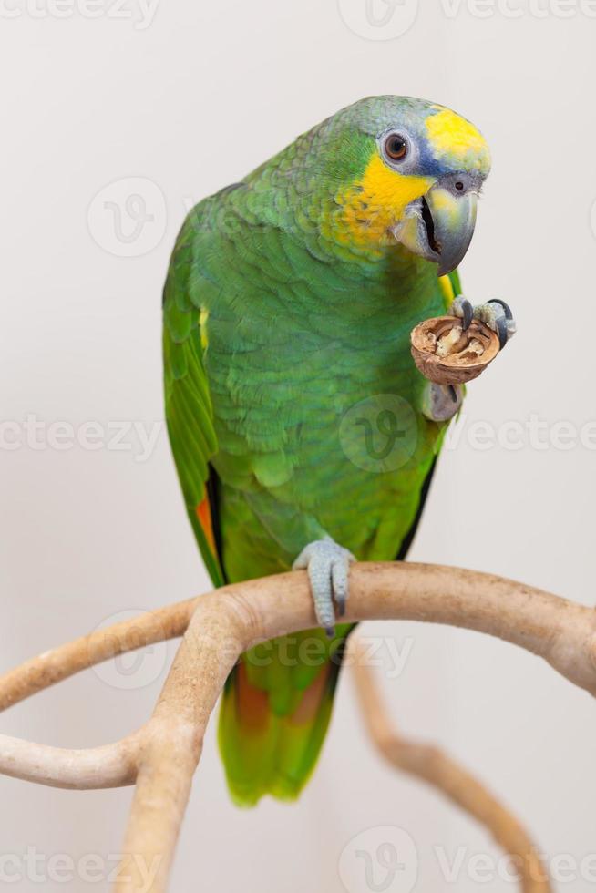 loro verde amazónico comiendo una nuez nuez de cerca foto