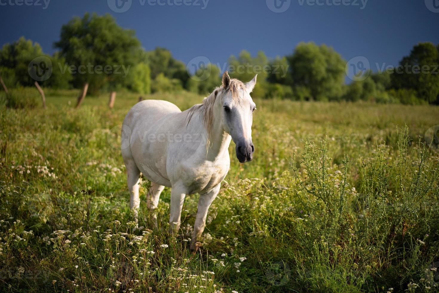 hermosos caballos pastan en el pasto foto