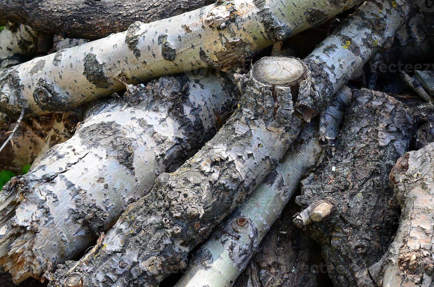 Closeup of firewood from old poplar with rough white bark photo