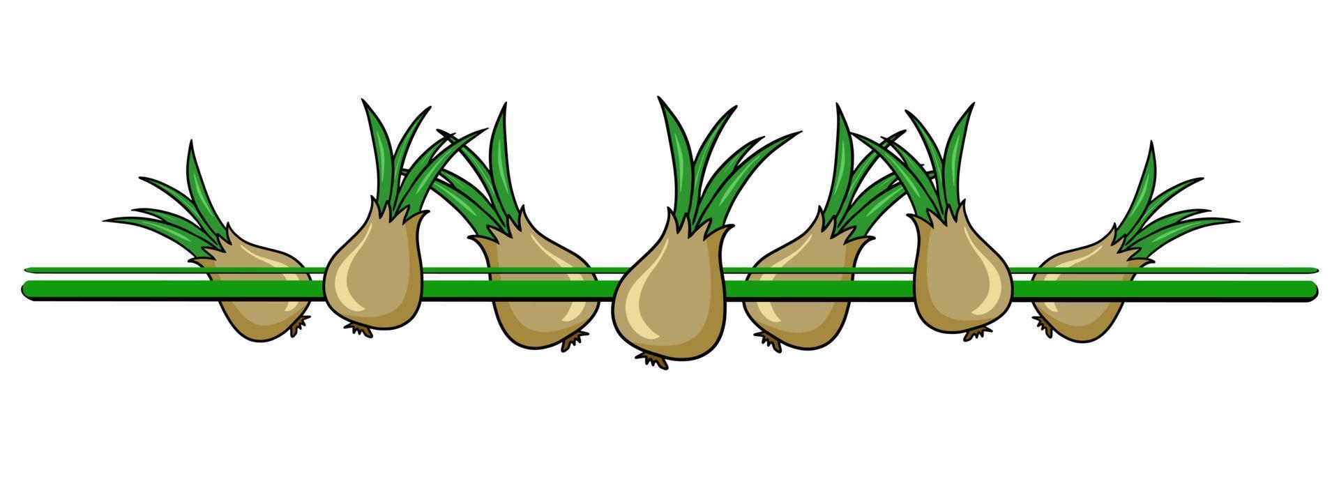 Horizontal border, edge, ripe vegetables, golden onion, vector illustration in cartoon style on a white background