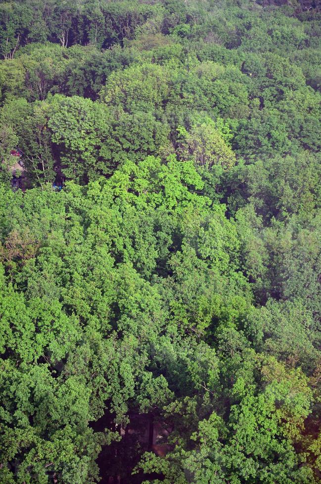 Top view of the many green trees in the park in summer photo