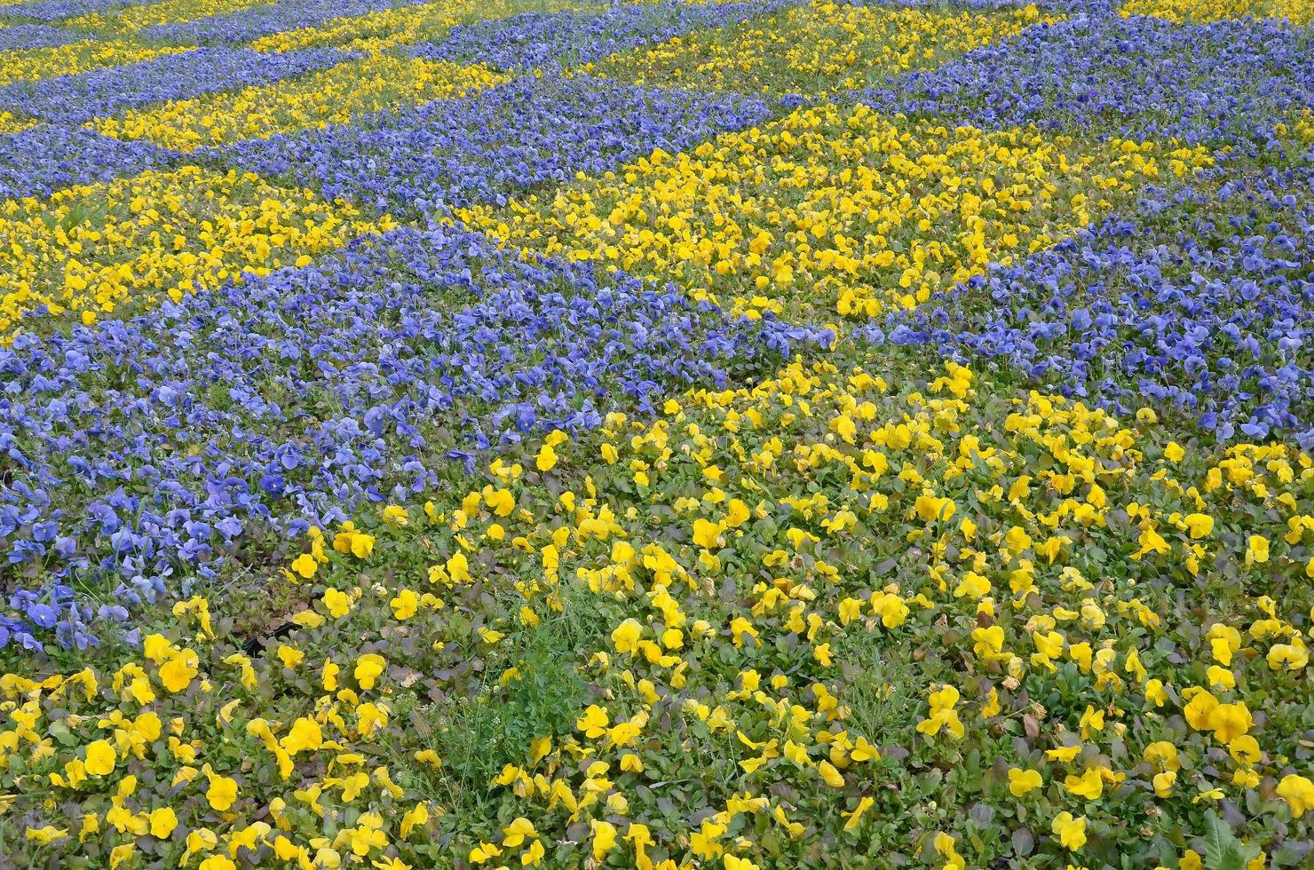Beautiful violet and yellow blossoming pansies in the spring garden photo