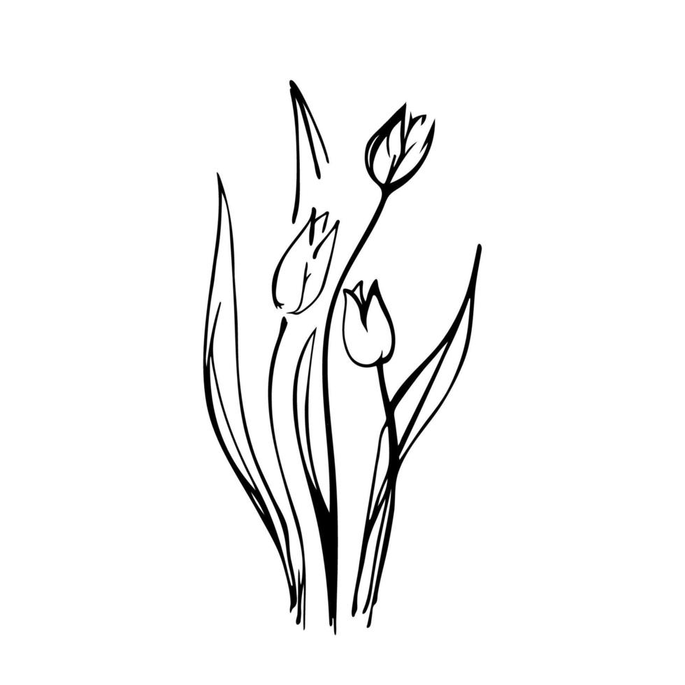 Outline flower tulip. Black hand drawn doodle sketch. Black vector illustration isolated on white. Line art.