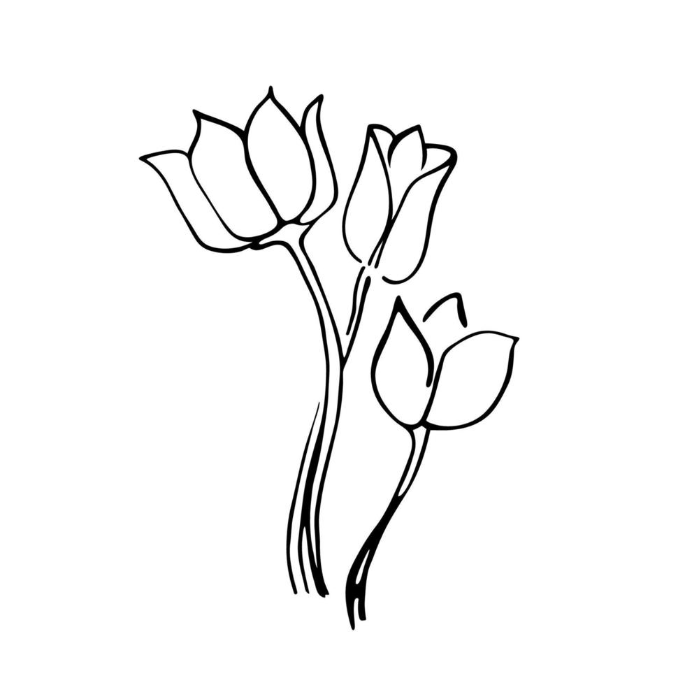 Outline flower tulip. Black hand drawn doodle sketch. Black vector illustration isolated on white. Line art.