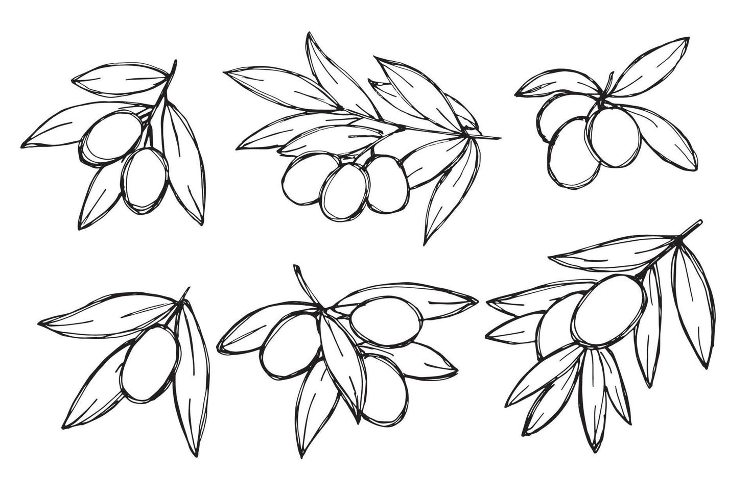 Vector sketch of olive branch. Hand drawn outline clipart set. Eco food illustration