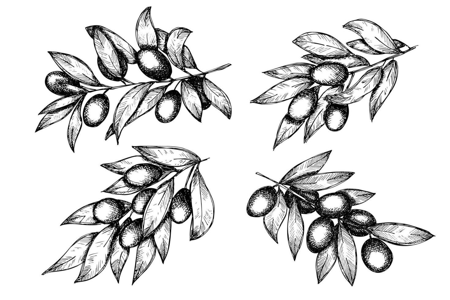 Vector sketch of olive branch. Hand drawn outline clipart set. Eco food illustration