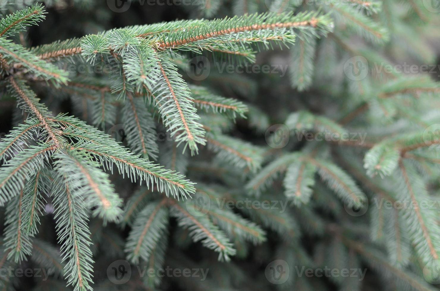 Branches of Blue or prickly spruce Picea pungens close up outdoors photo