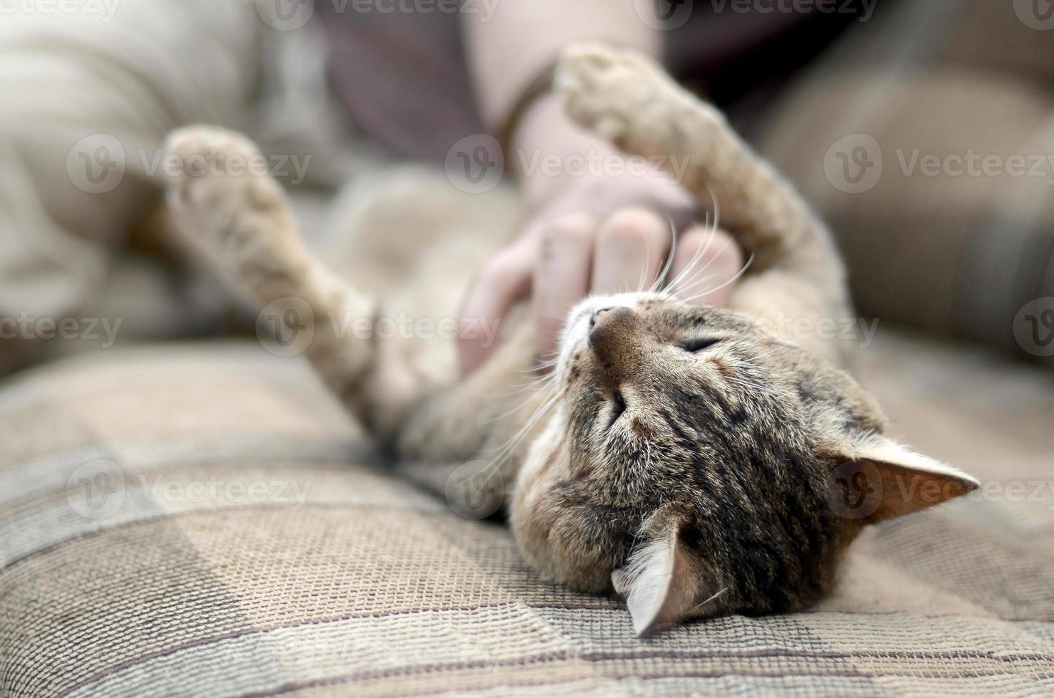 A cute big brown tabby cat lying on the soft sofa lazy while the hand scratching his neck photo