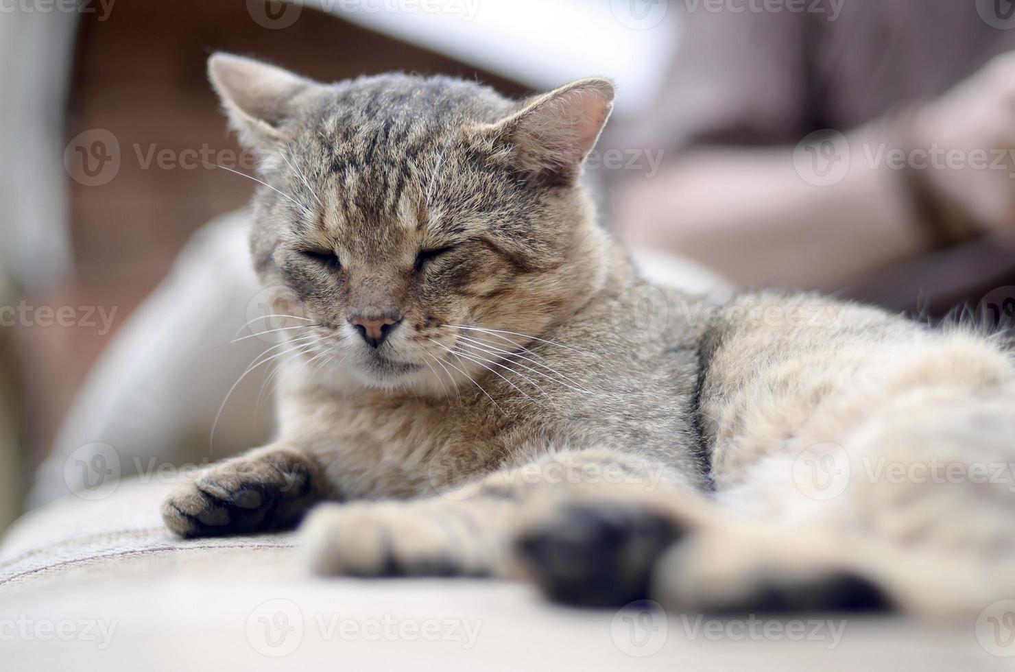 Close up of a sad and lazy tabby cat napping on the couch outdoors in evening photo