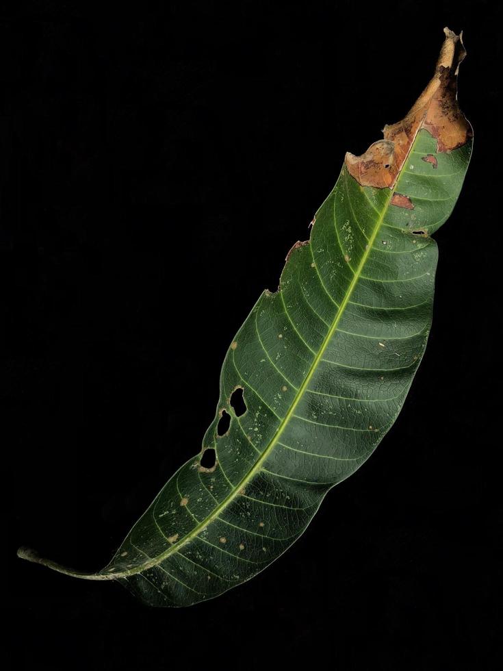 Mango leaf texture with water grains for wallpaper background photo