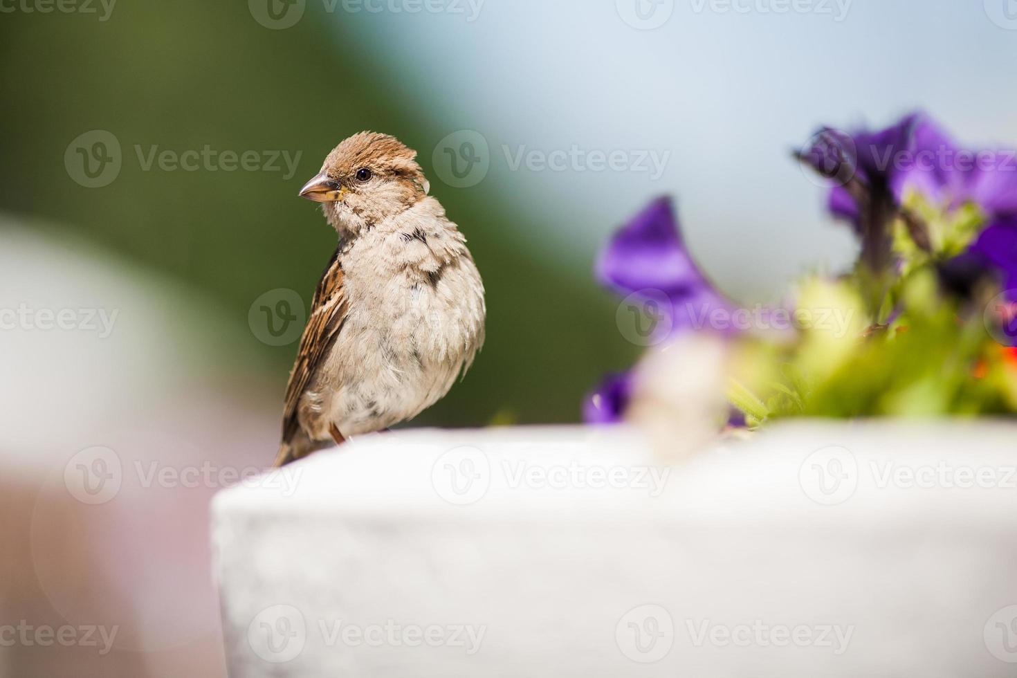 beautiful sparrow on a colored background photo