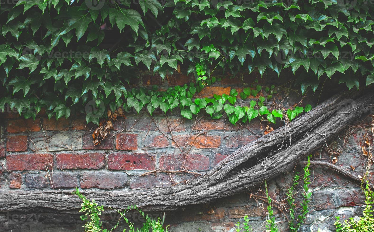 composition brick wall covered in green ivy trunk of dry wood photo