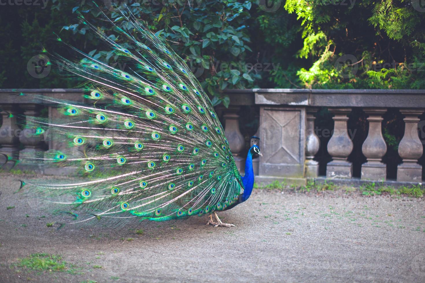 Peacock male peacock displaying his tail feathers photo