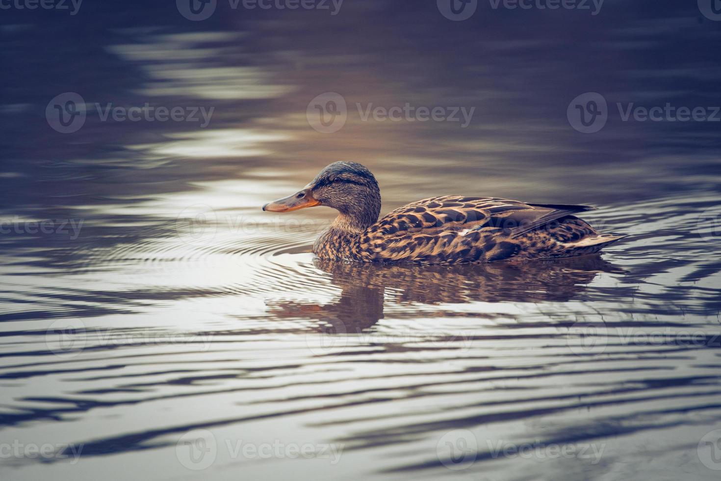 wild duck swims in the lake photo