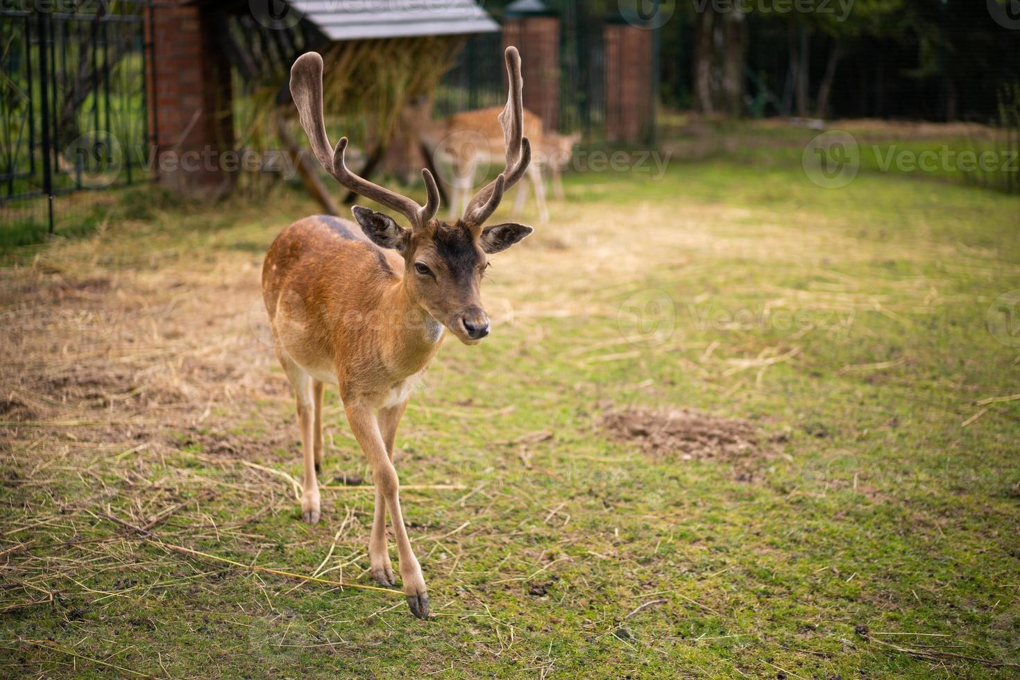 beautiful little deer with horns photo